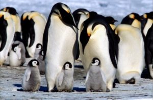 los-pinguinos-3